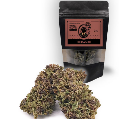 Fleurs de chanvre Purple Gush (tropical)